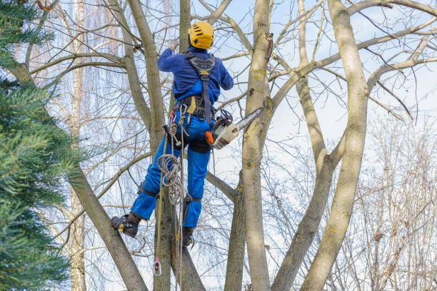 Best Tree and Shrub Care  in North Haverhill, NH